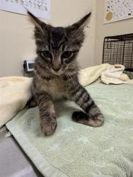 Shelter Stray Male Cat last seen Near BLK OC WALLER AVE, 1950 Stevenson Blvd, Fremont, CA 94538, USA