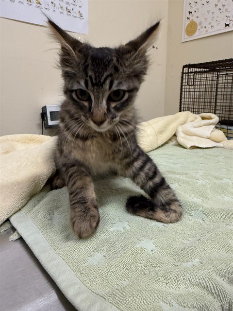 Shelter Stray Male Cat last seen Near BLK OC WALLER AVE, 1950 Stevenson Blvd, Fremont, CA 94538, USA