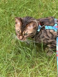 Lost Male Cat last seen 168th St and 25th Ave, Shoreline, WA 98155