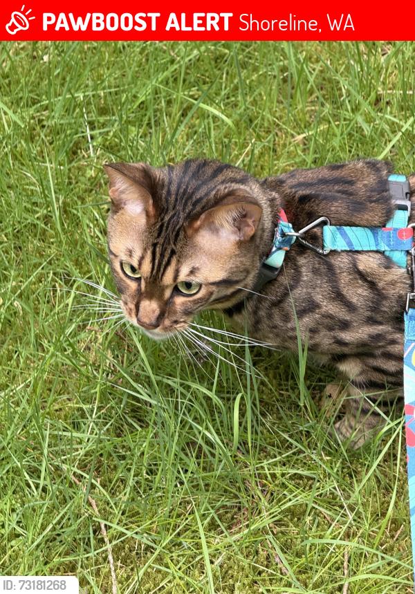 Lost Male Cat last seen 168th St and 25th Ave, Shoreline, WA 98155