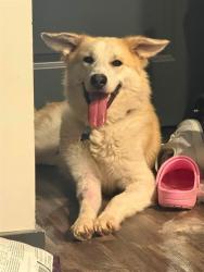 Shelter Stray Male Dog last seen Near BLOCK DIXIE HWY, 3528 Newburg Rd, Louisville, KY 40218, USA