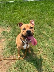 Shelter Stray Male Dog last seen Near BLOCK S 1ST STREET, 3528 Newburg Rd, Louisville, KY 40218, USA