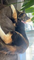 Reunited Female Cat last seen N second street and Walnut couple blocks from downtown, Brighton, MI 48116