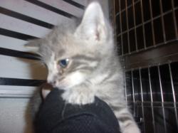 Shelter Stray Male Cat last seen , 14409 Vanowen St, Van Nuys, CA 91405, USA