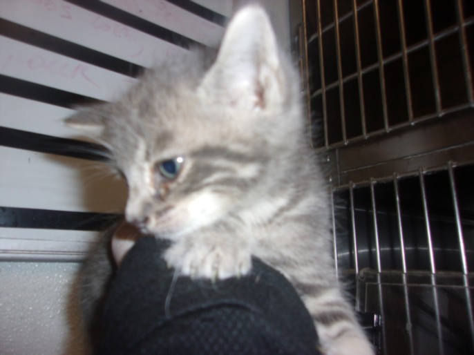 Shelter Stray Male Cat last seen , 14409 Vanowen St, Van Nuys, CA 91405, USA