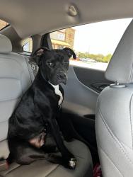 Reunited Female Dog last seen Deer hollow drive Mesquite tx, Mesquite, TX 75181