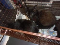 Shelter Stray Female Cat last seen , 14409 Vanowen St, Van Nuys, CA 91405, USA