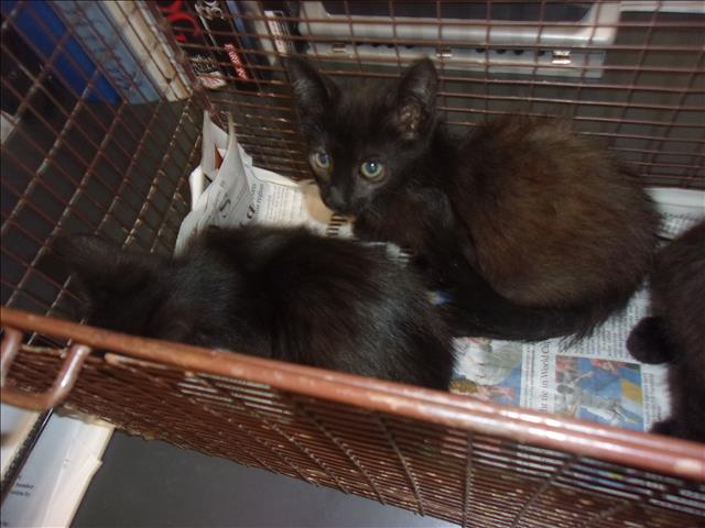 Shelter Stray Female Cat last seen , 14409 Vanowen St, Van Nuys, CA 91405, USA