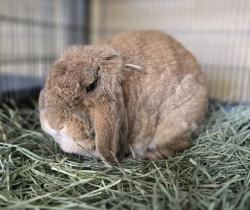 Shelter Stray Female Other last seen KIMBALL PARK, 130 Beyer Way, Chula Vista, CA 91911, USA