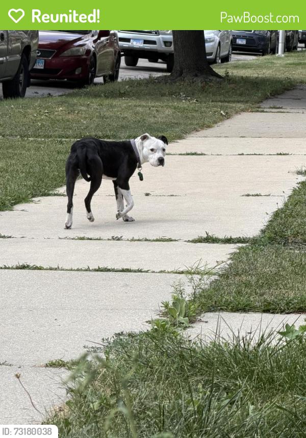 Reunited Female Dog last seen Karlov Ave walking towards 46th St, Chicago, IL 60632
