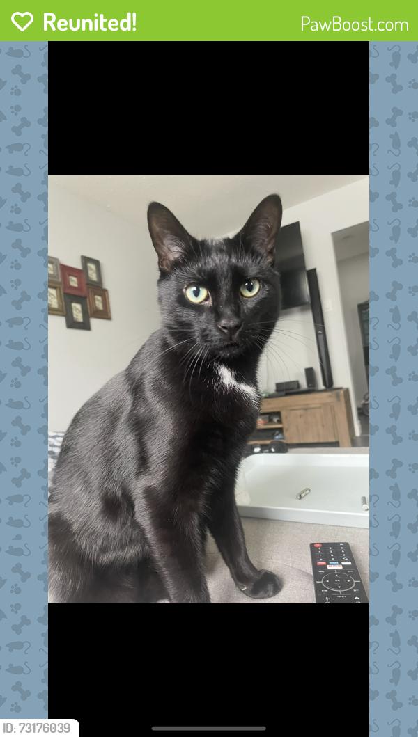 Reunited Male Cat last seen Queensgate Dr, Caledon, ON L7E 1T5