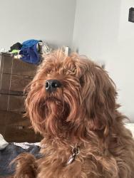 Lost Female Dog last seen Stelzer road, Columbus, OH 43219