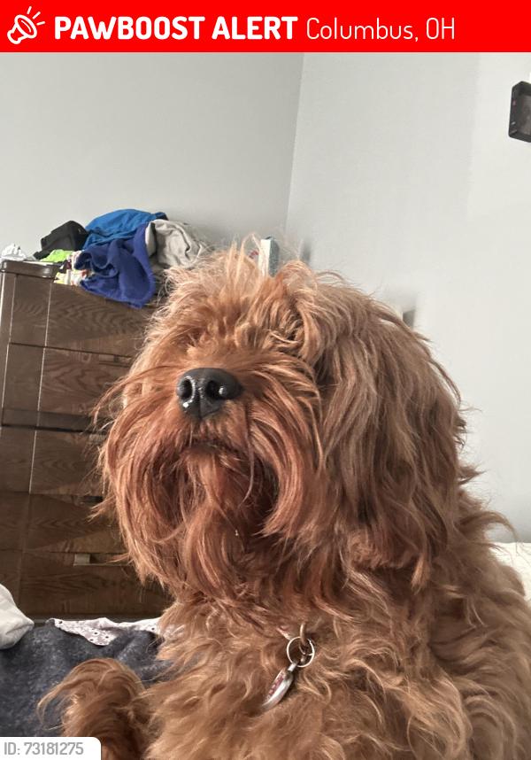 Lost Female Dog last seen Stelzer road, Columbus, OH 43219