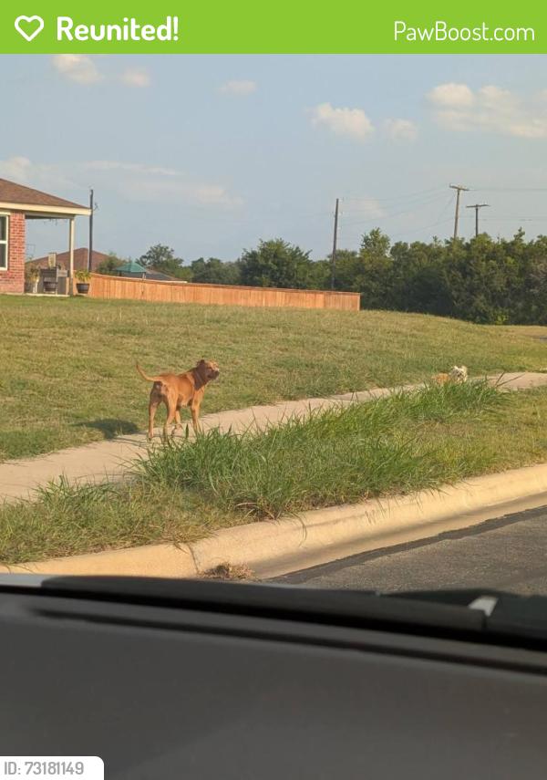 Reunited Female Dog last seen Goodnight ranch neighborhood, Killeen, TX 76549