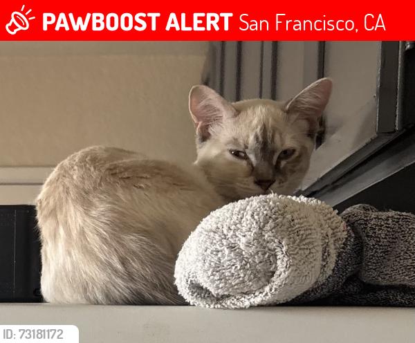 Lost Female Cat last seen Eddy St & Polk St, San Francisco, CA 94109