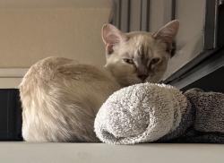 Lost Female Cat last seen Eddy St & Polk St, San Francisco, CA 94109