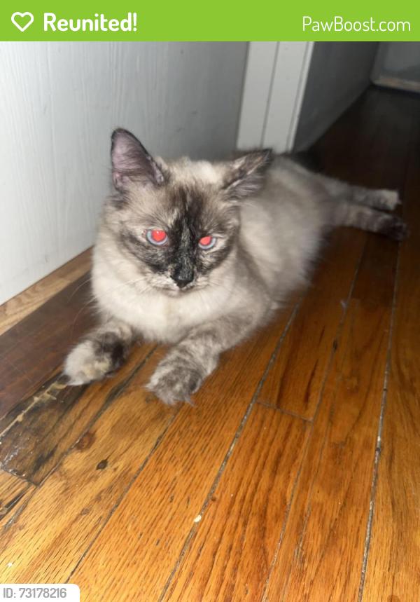 Reunited Female Cat last seen Near E Wilshire Ave, Fullerton, CA 92832