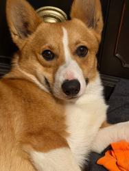 Reunited Male Dog last seen Jurupa Valley, Ca, Jurupa Valley, CA 91752