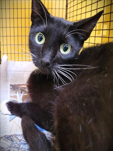 Shelter Stray Female Cat last seen , 3201 Lacy St, Los Angeles, CA 90031, USA