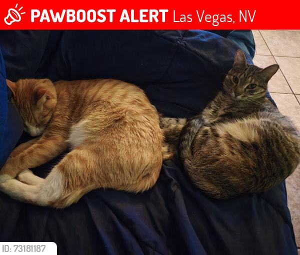 Lost Female Cat last seen Charleston and apple, Las Vegas, NV 89117