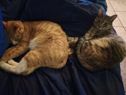 Lost Female Cat last seen Charleston and apple, Las Vegas, NV 89117