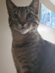 Lost Male Cat last seen Pear Tree Circle, Plainfield IL, Plainfield, IL 60585