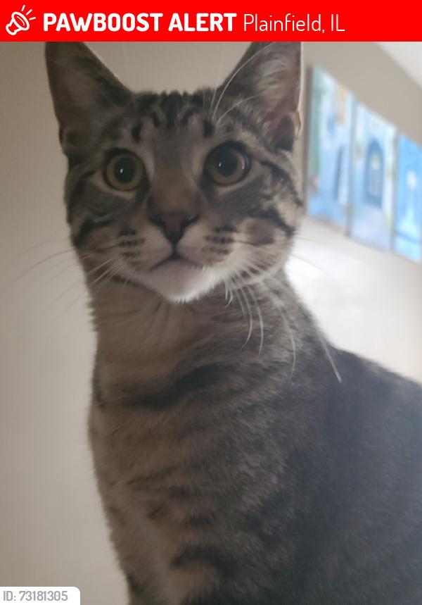 Lost Male Cat last seen Pear Tree Circle, Plainfield IL, Plainfield, IL 60585