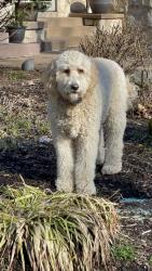 Reunited Female Dog last seen Near Bethany Cir NW., North Canton, OH 44720