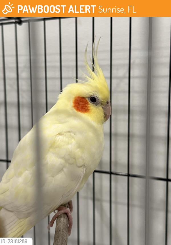 Found/Stray Unknown Bird last seen Near western high school, Sunrise, FL 33325