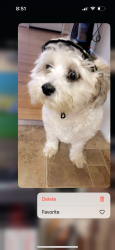 Lost Male Dog last seen Unknown my mom is also missing, Columbia, SC 29211