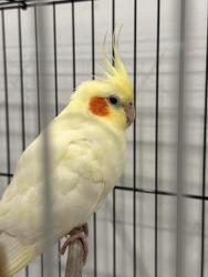 Found/Stray Unknown Bird last seen Near western high school, Sunrise, FL 33325