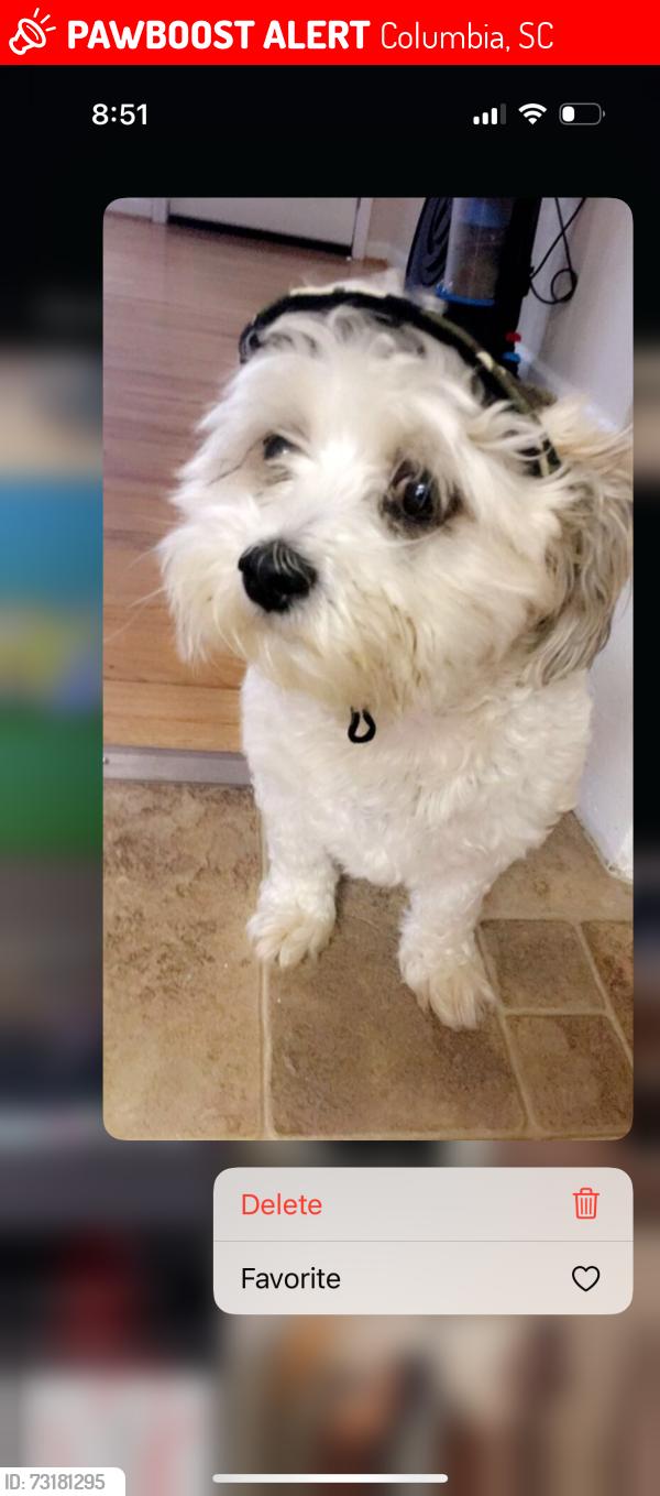 Lost Male Dog last seen Unknown my mom is also missing, Columbia, SC 29211
