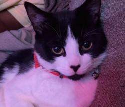 Reunited Male Cat last seen Gables dr, Fayetteville, NC 28301