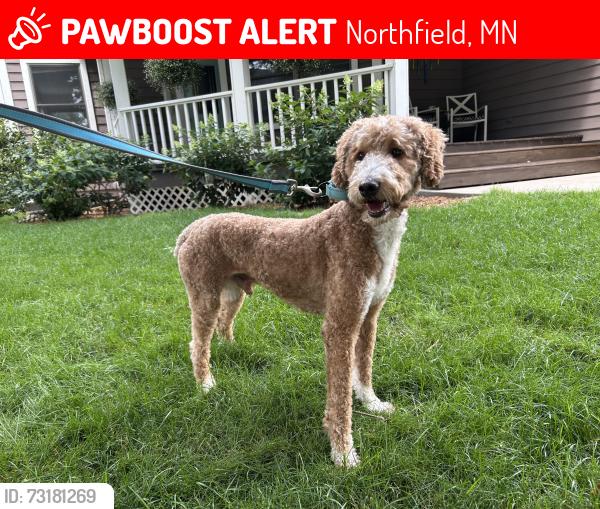 Lost Male Dog last seen 240th St E., Hampton, MN, Hampton, MN 55031