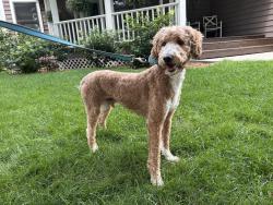 Lost Male Dog last seen 240th St E., Hampton, MN, Hampton, MN 55031