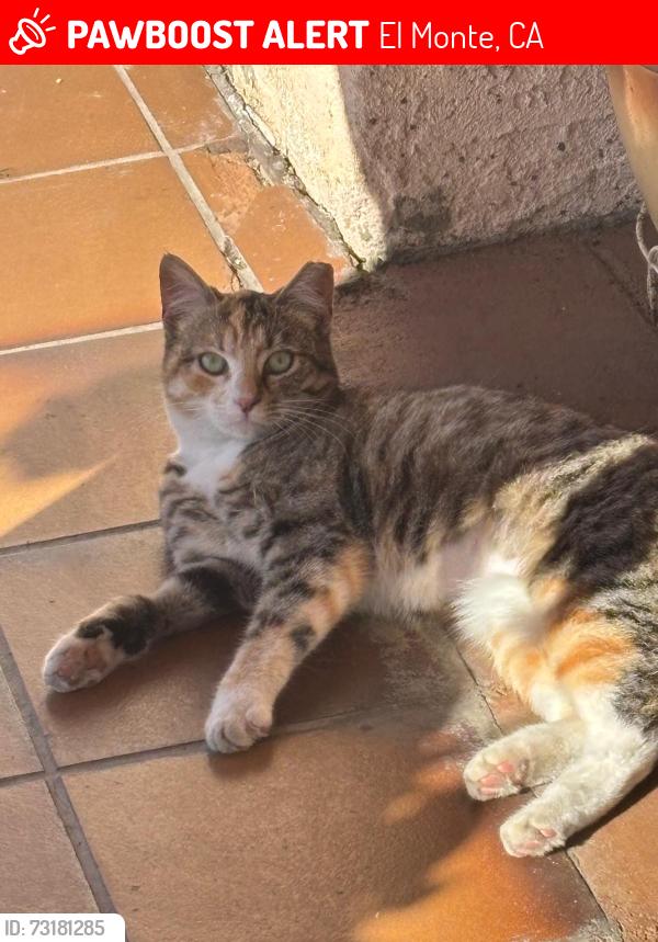 Lost Female Cat last seen Near Woodville Dr. El Monte, El Monte, CA 91732