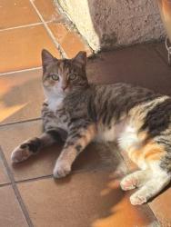 Lost Female Cat last seen Near Woodville Dr. El Monte, El Monte, CA 91732