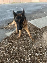Found/Stray Male Dog last seen Sunset, Albuquerque, NM 87123