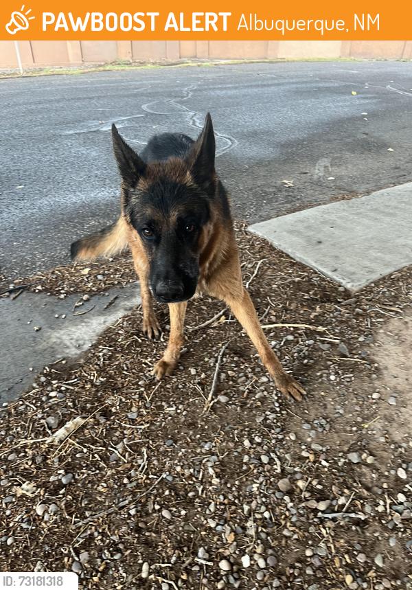 Found/Stray Male Dog last seen Sunset, Albuquerque, NM 87123