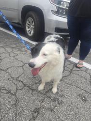 Reunited Female Dog last seen Hiram Lithiasprings rd and Humphrey hill, Austell, GA 30106