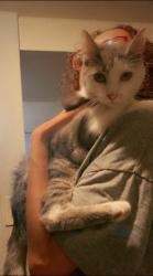 Reunited Male Cat last seen Pershing and Albany, Chicago, IL 60632