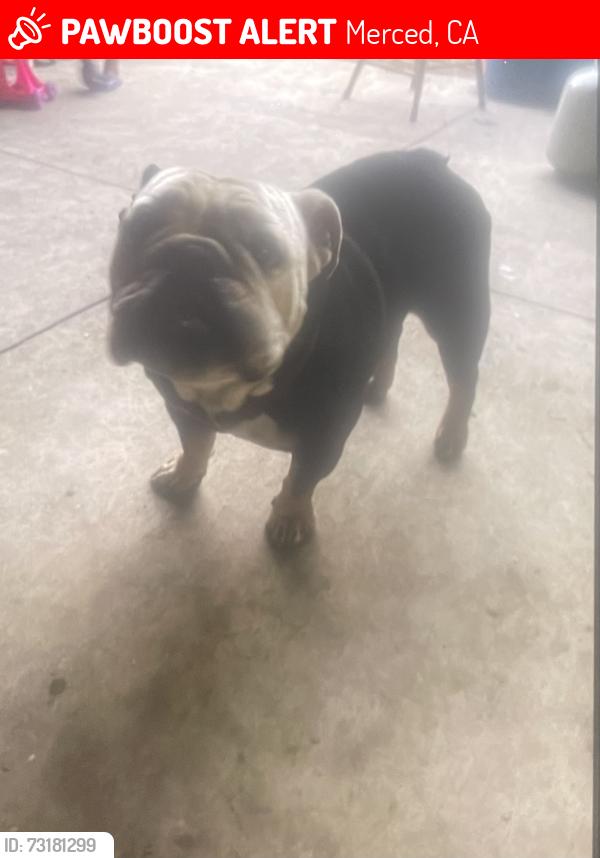 Lost Female Dog last seen Merced Fair grounds,Eltareb Market #3, Merced, CA 95341