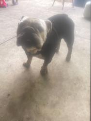 Lost Female Dog last seen Merced Fair grounds,Eltareb Market #3, Merced, CA 95341