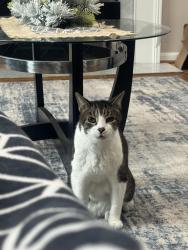 Reunited Male Cat last seen Prichard and Amherst, Wheaton-Glenmont, MD 20902