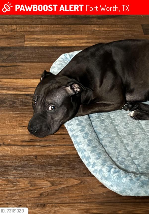 Lost Male Dog last seen Jack in the box on east berry parking lot, Fort Worth, TX 76105