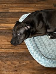 Lost Male Dog last seen Jack in the box on east berry parking lot, Fort Worth, TX 76105
