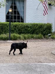 Found/Stray Unknown Dog last seen Tranquilla drive, Dallas, TX 75218