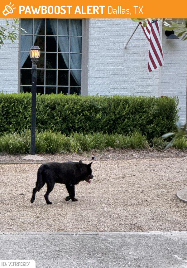 Found/Stray Unknown Dog last seen Tranquilla drive, Dallas, TX 75218