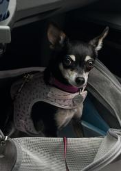 Reunited Female Dog last seen Heathbrook Circle, Asheville, NC 28803