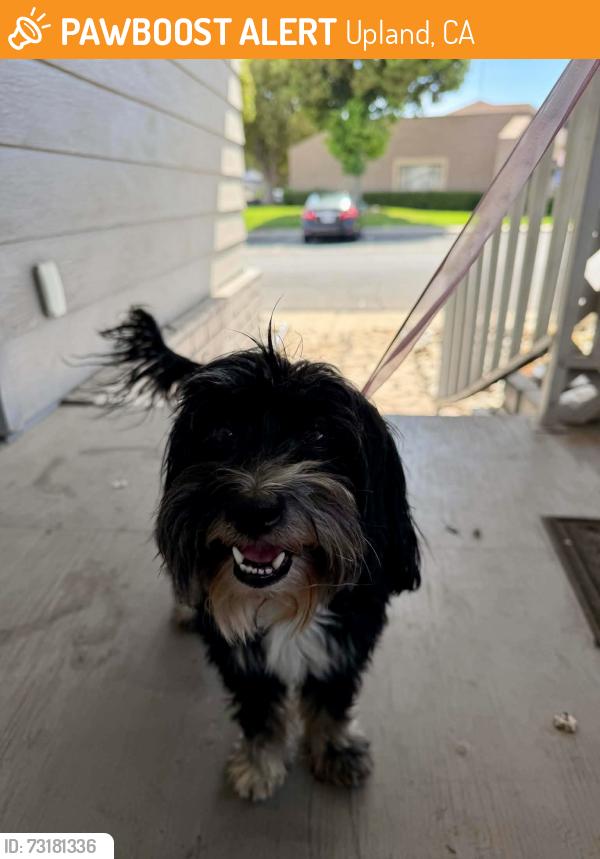 Found/Stray Male Dog last seen Campus & Foothill UPLAND CA, Upland, CA 91786